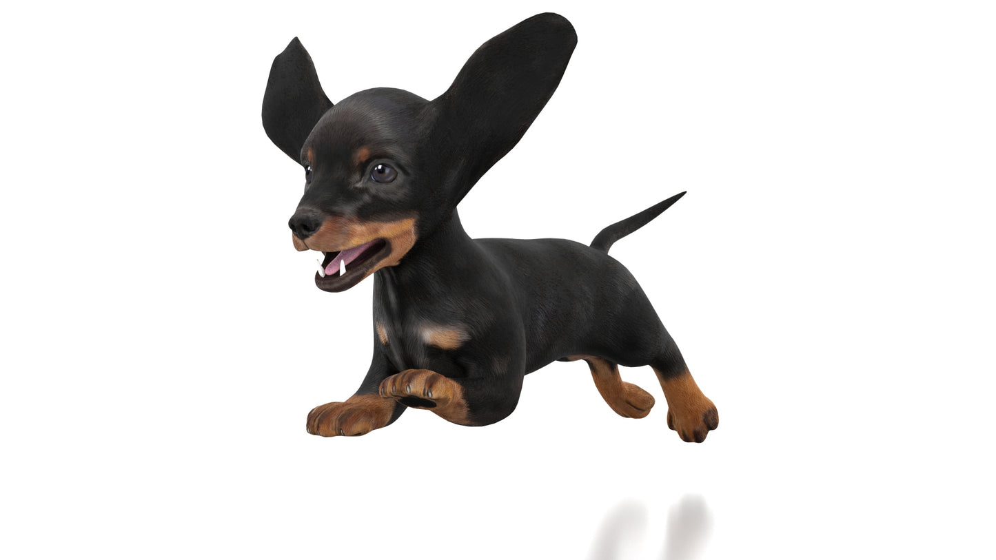Rigged Dachshund Dog Puppy 3D Model
