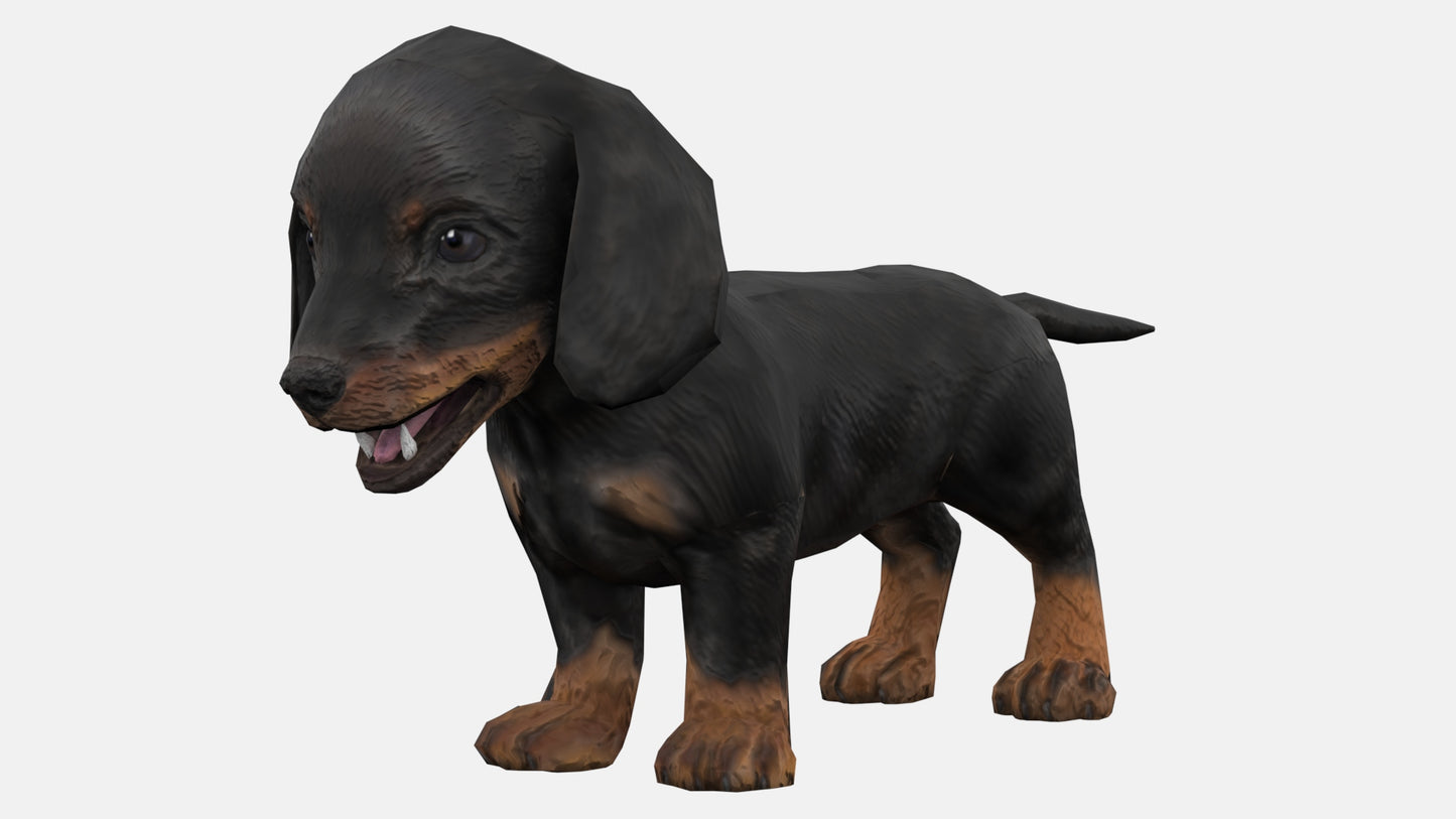 Dachshund Dog Puppy 3D Model Rigged