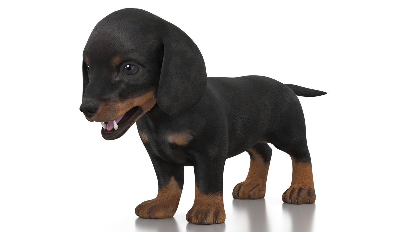 Dachshund Dog Puppy 3D Model Rigged