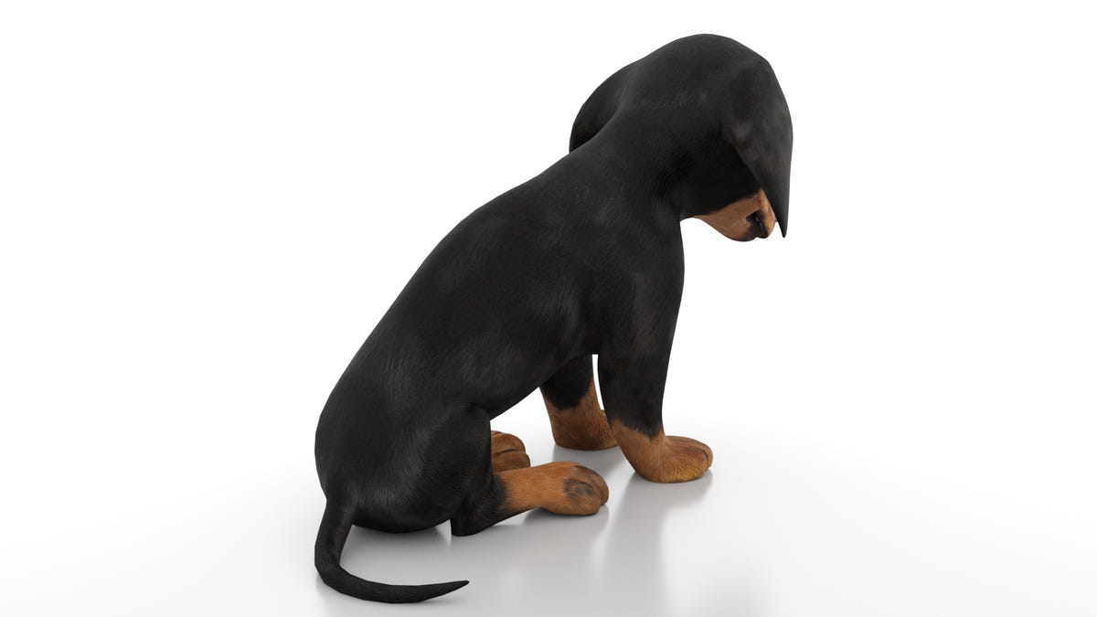 Rigged Dachshund Dog Puppy 3D Model - Game-Ready