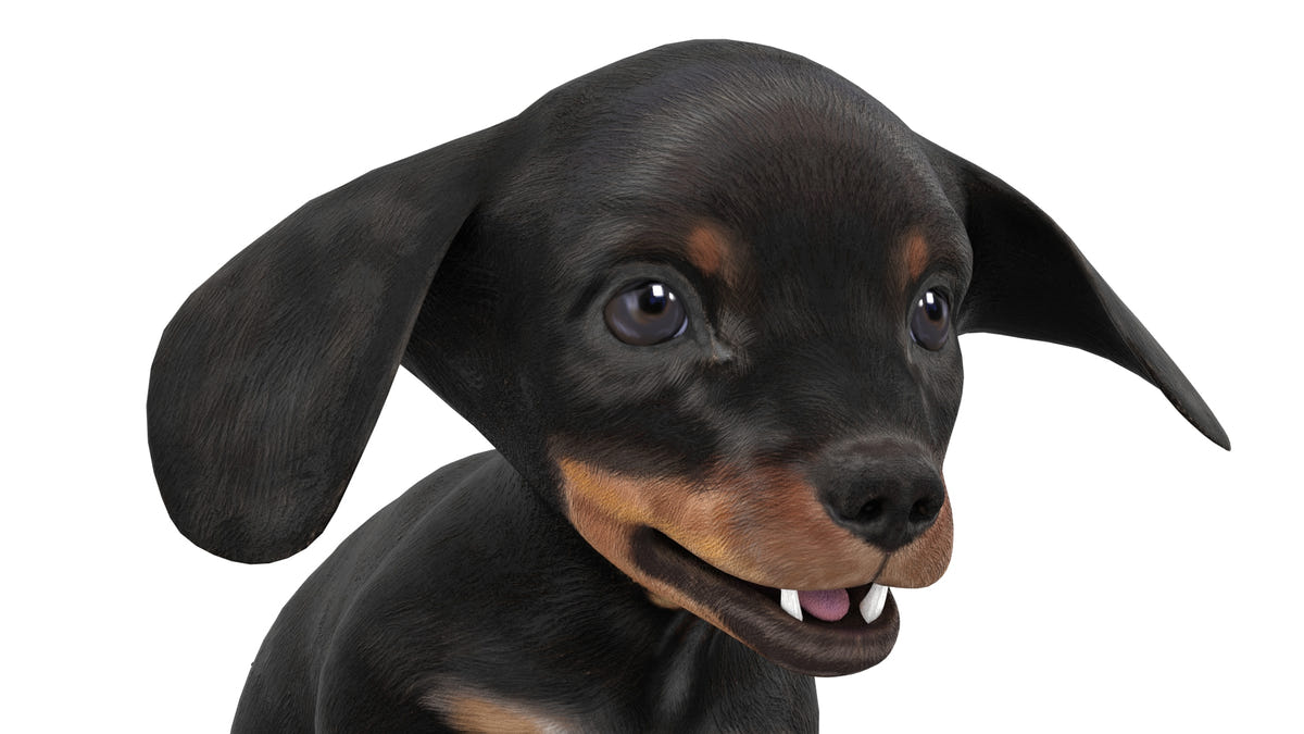 Rigged Dachshund Dog Puppy 3D Model - Game-Ready