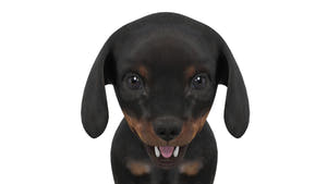 Rigged Dachshund Dog Puppy 3D Model - Game-Ready Thumbnail