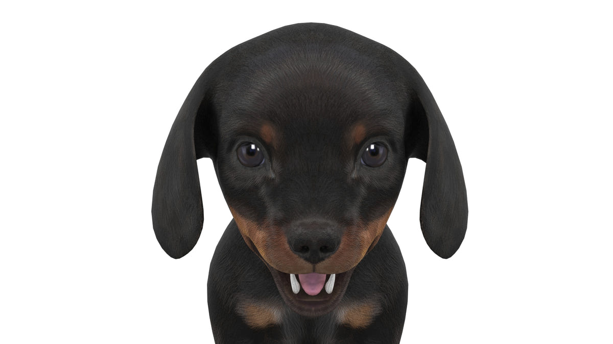 Rigged Dachshund Dog Puppy 3D Model - Game-Ready