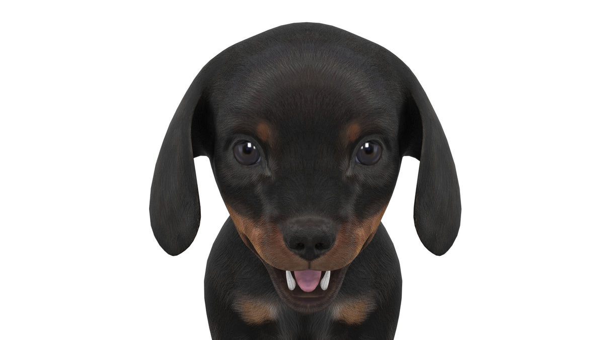 Rigged Dachshund Dog Puppy 3D Model - Game-Ready