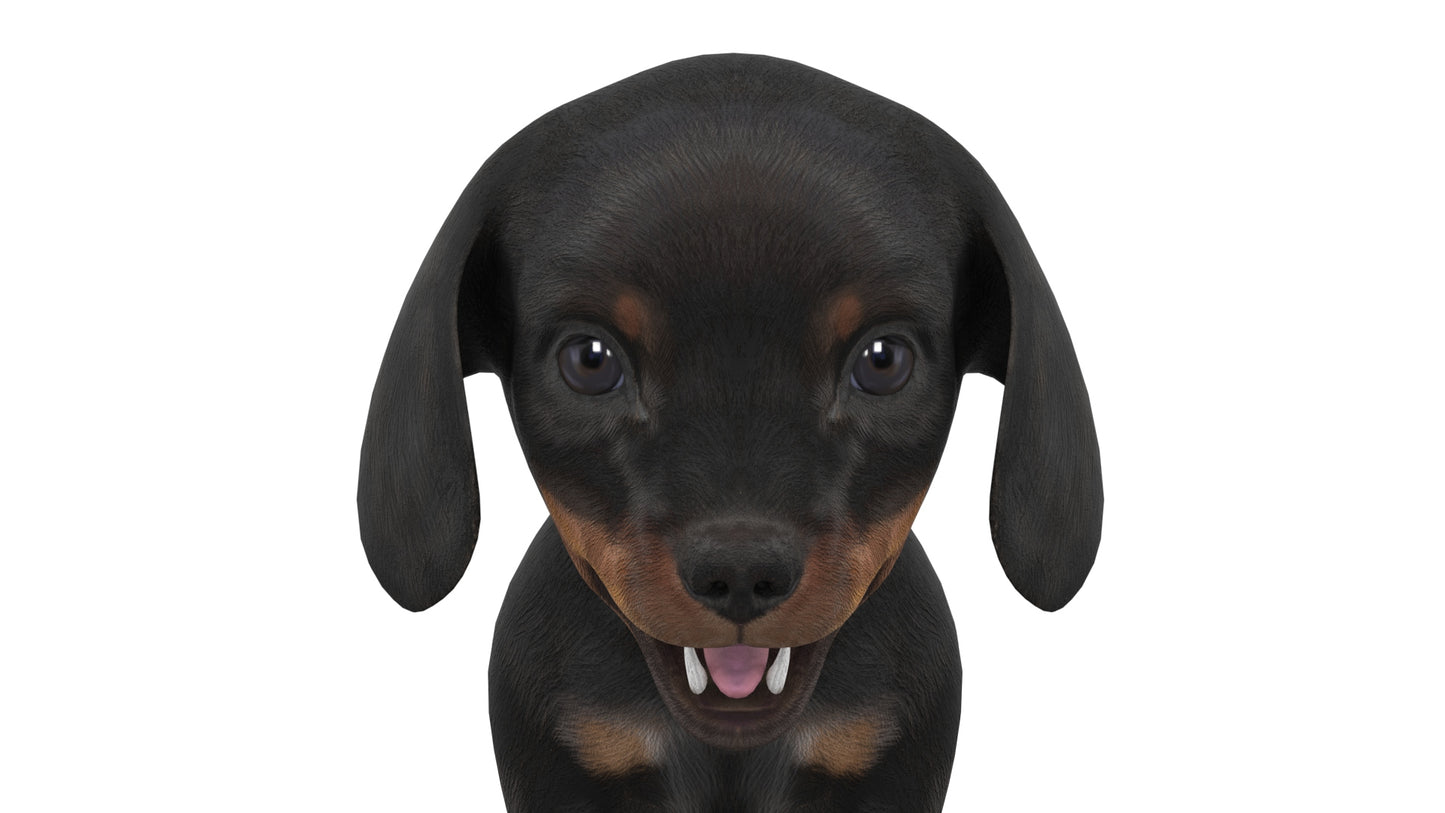 Dachshund Dog Puppy 3D Model Rigged