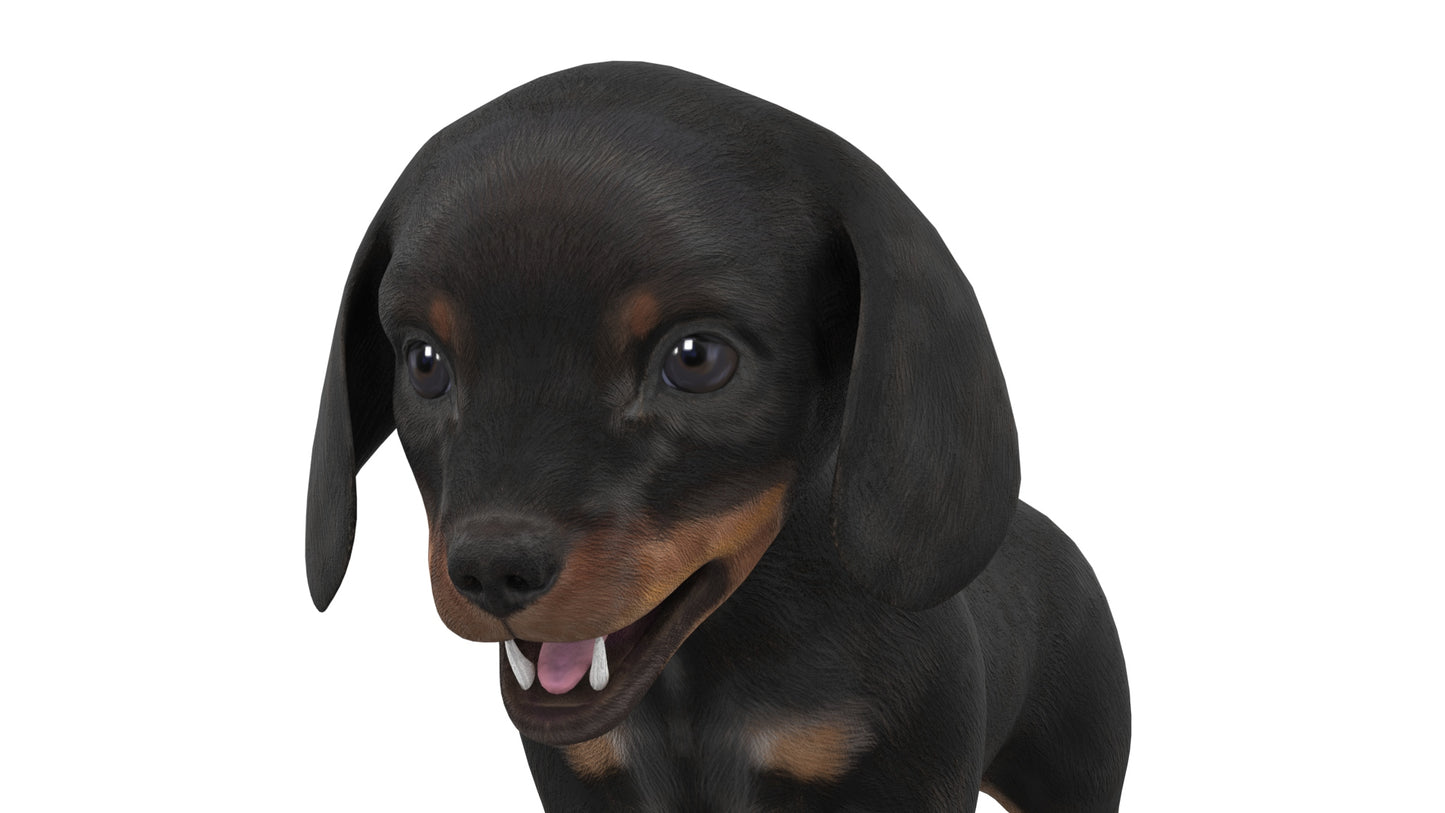 Dachshund Dog Puppy 3D Model Rigged