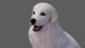 rigged Great Pyrenees dog 3D model head close up Thumbnail