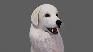 rigged Great Pyrenees dog 3D model head close up Thumbnail