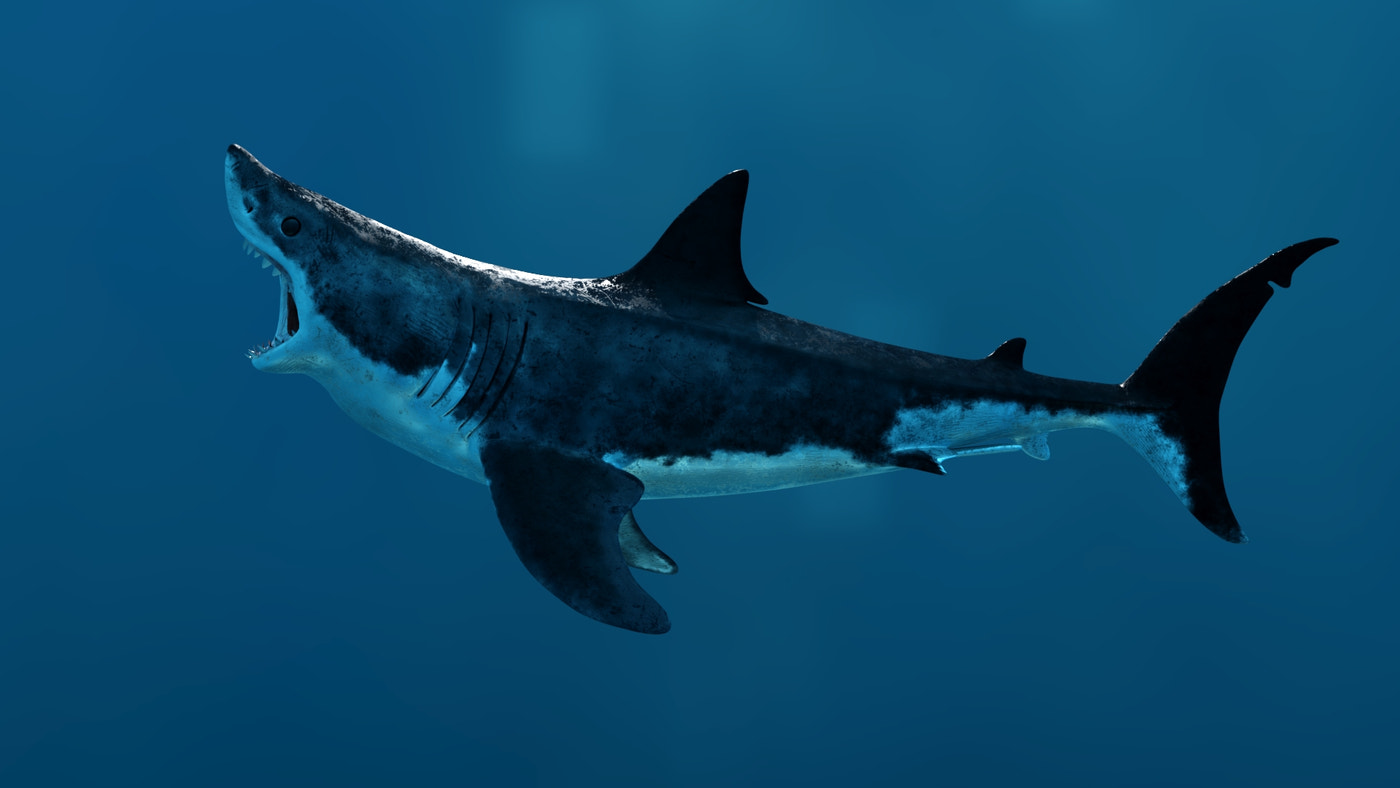 Rigged Great White Shark 3D Model - 360 Degree View