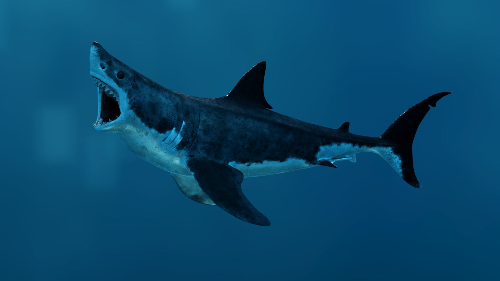 Animated Great White Shark 3D Model 360° view 3 frame 2