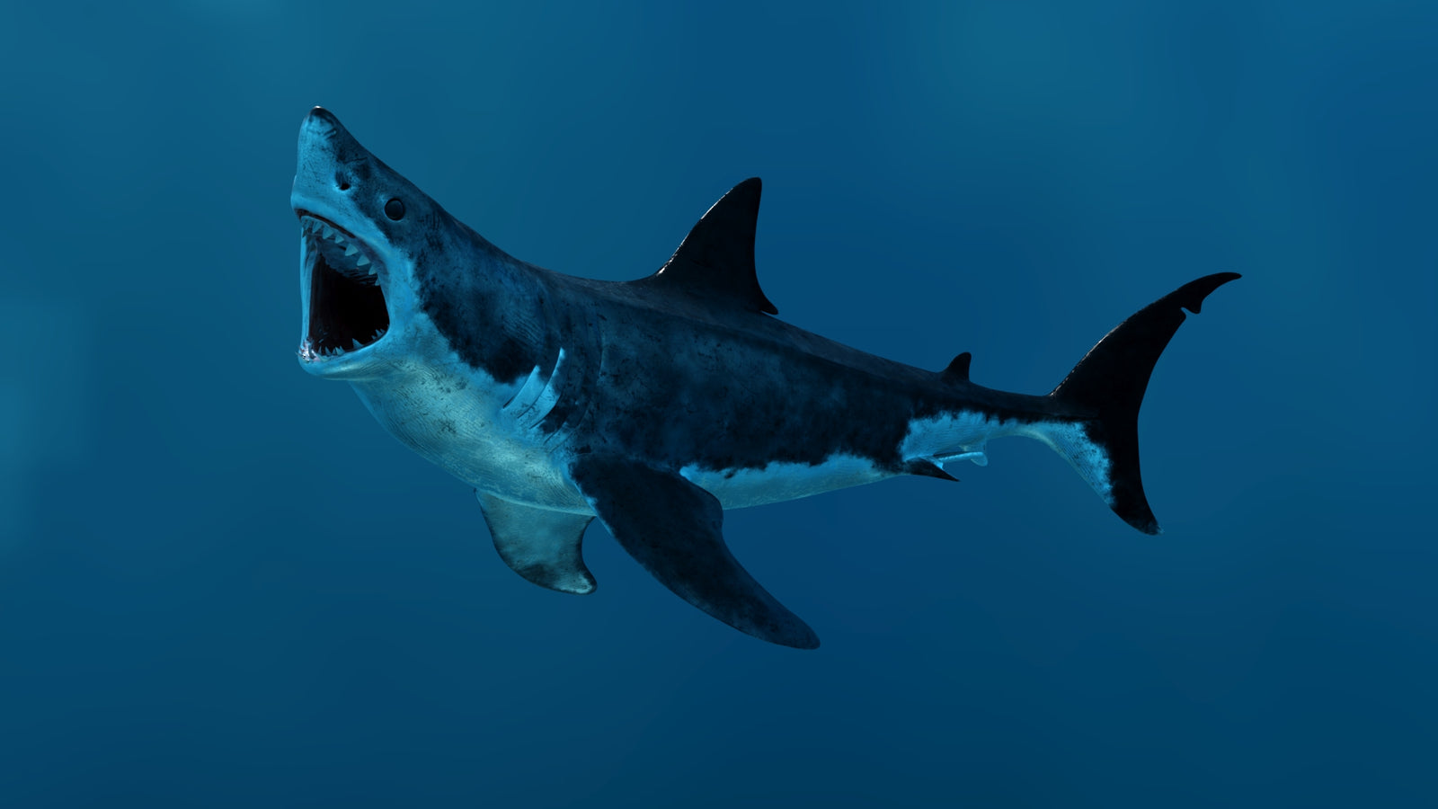 Animated Great White Shark 3D Model 360° view 3 frame 3