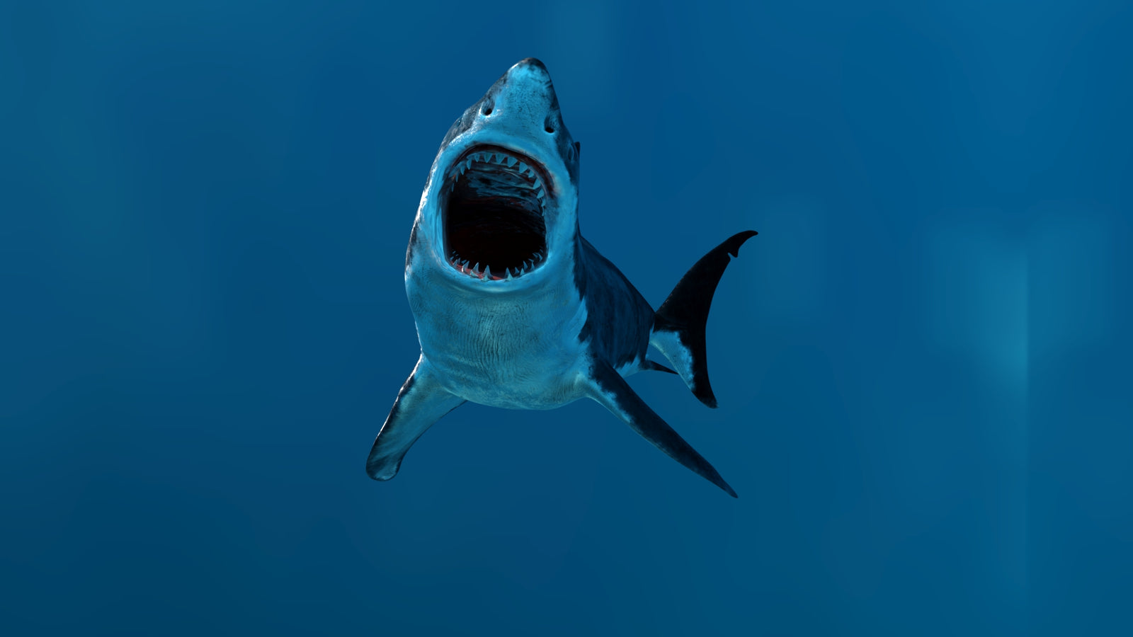 Animated Great White Shark 3D Model 360° view 3 frame 7