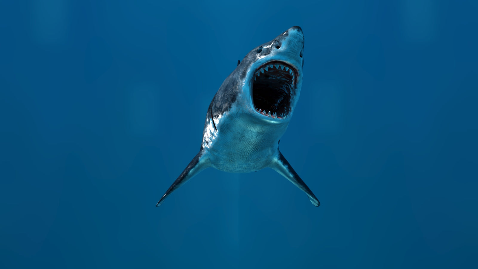 Animated Great White Shark 3D Model 360° view 3 frame 9