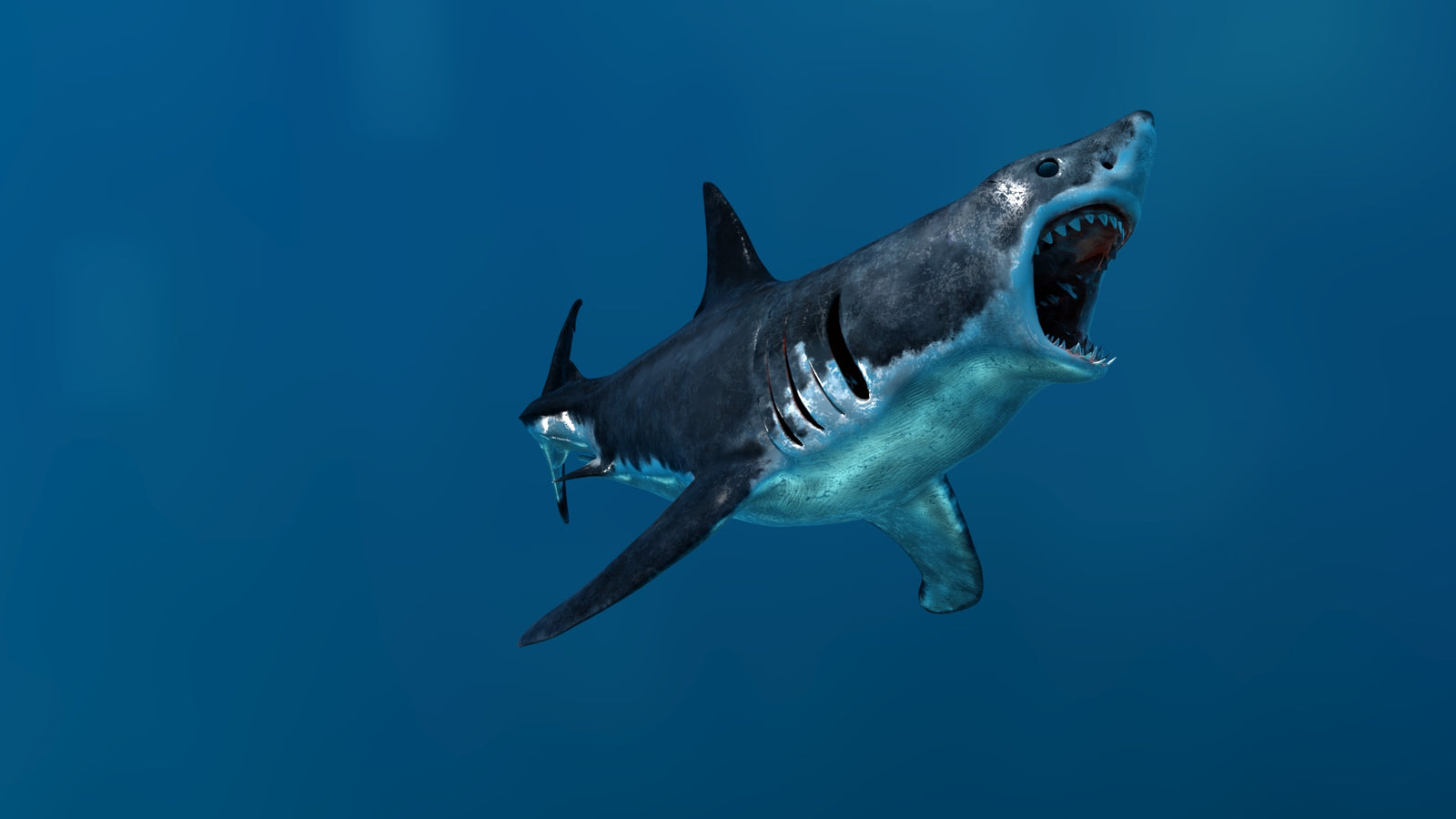 Animated Great White Shark 3D Model 360° view 3 frame 12