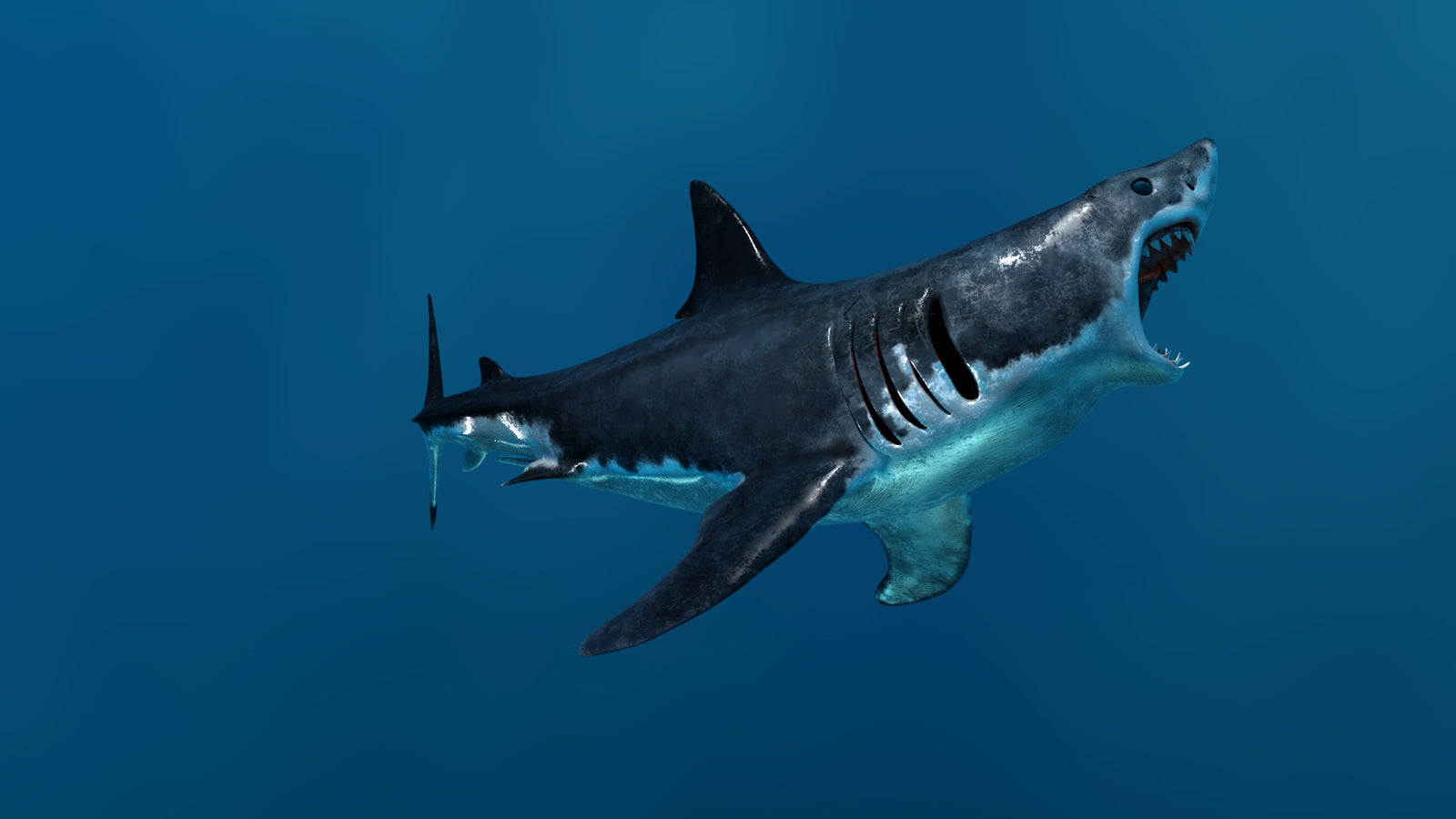 Animated Great White Shark 3D Model 360° view 3 frame 14