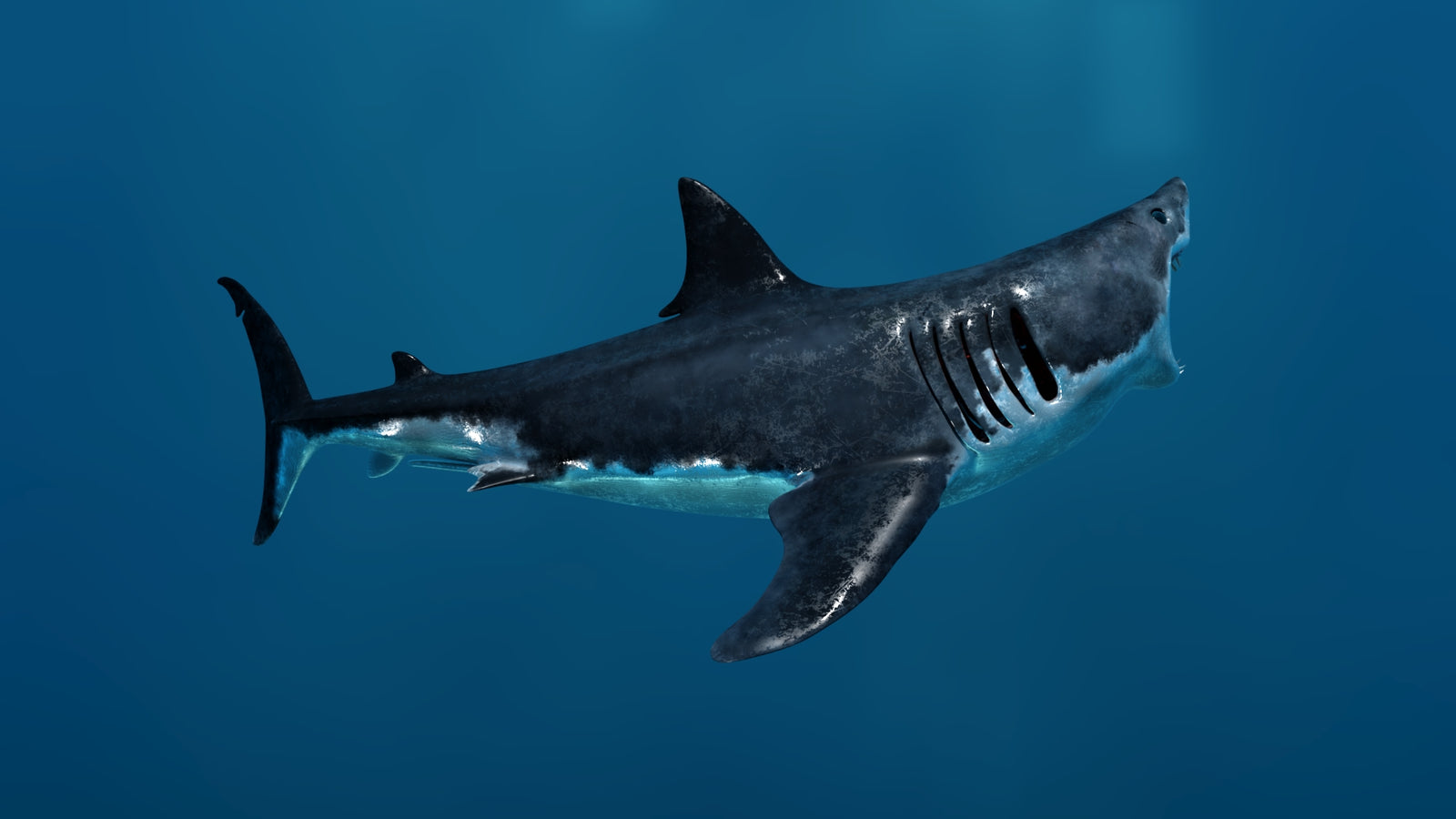 Animated Great White Shark 3D Model 360° view 3 frame 17
