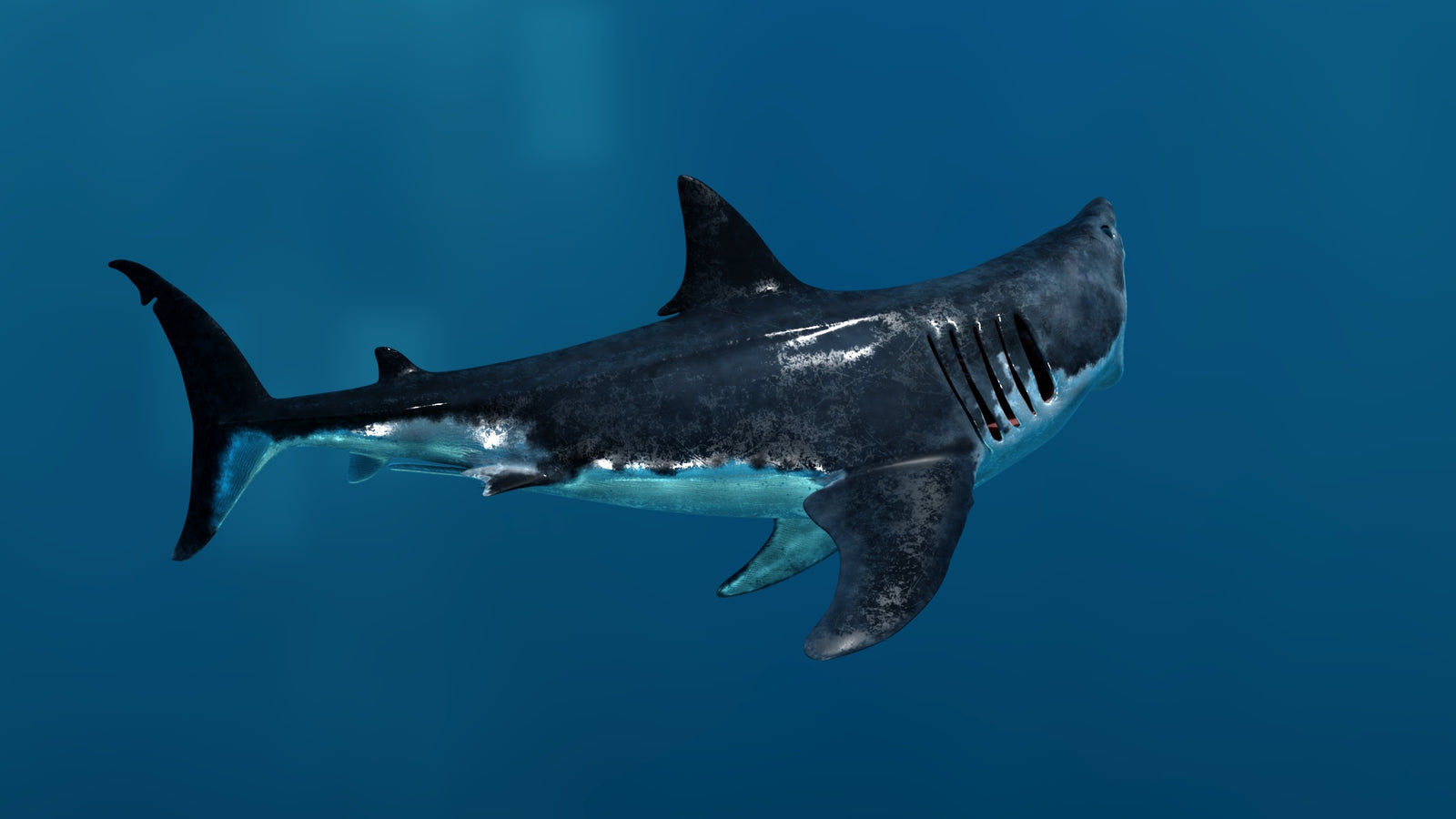 Animated Great White Shark 3D Model 360° view 3 frame 19
