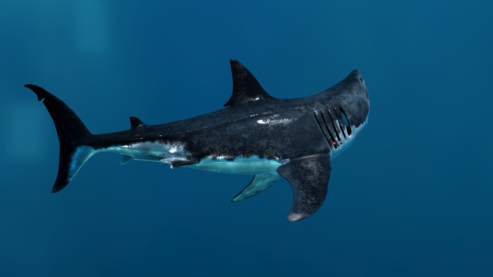 Animated Great White Shark 3D Model 360° view 3 frame 20