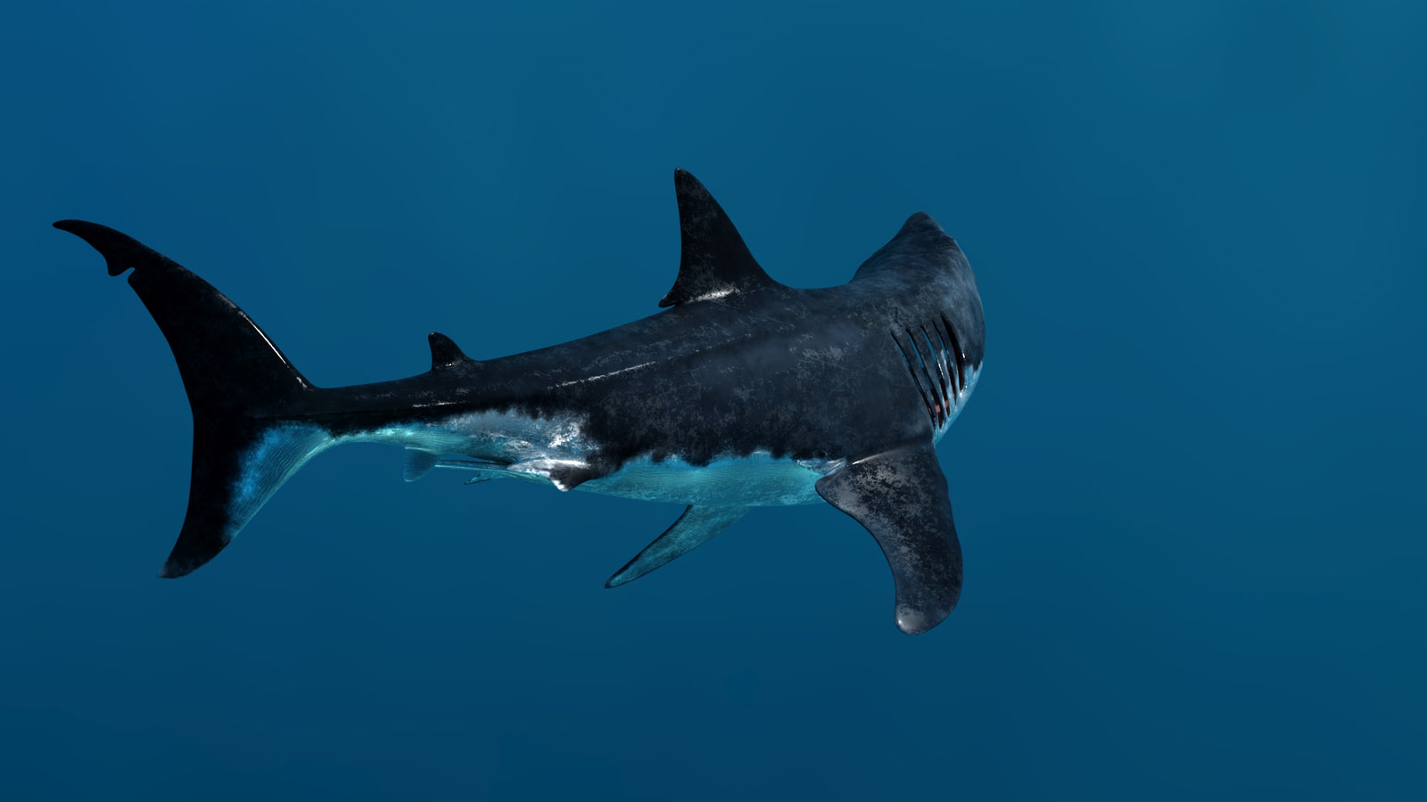 Animated Great White Shark 3D Model 360° view 3 frame 22