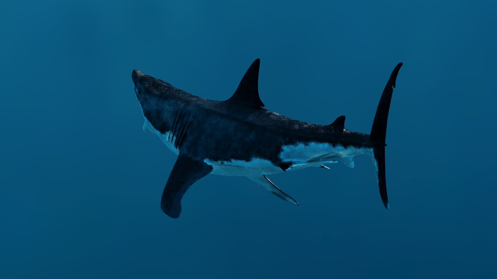 Animated Great White Shark 3D Model 360° view 3 frame 31