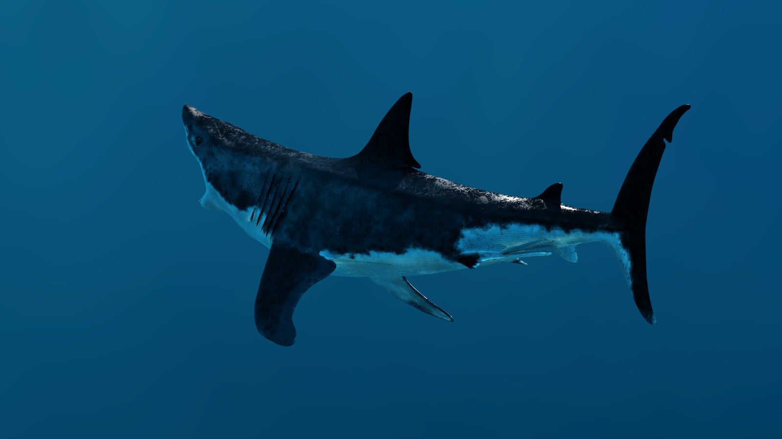 Animated Great White Shark 3D Model 360° view 3 frame 32