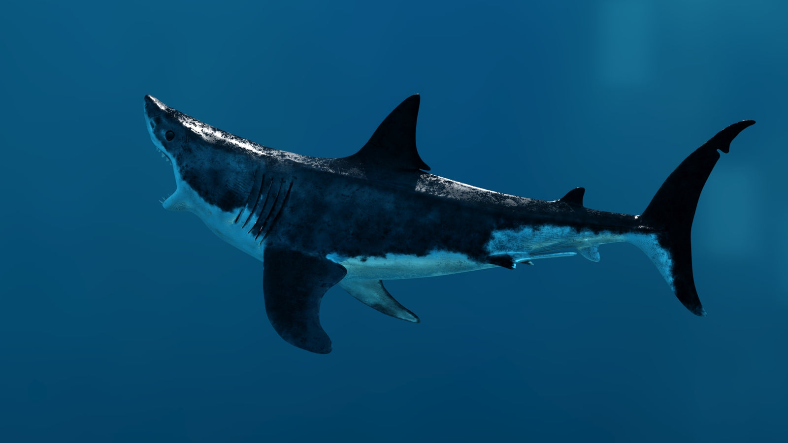 Animated Great White Shark 3D Model 360° view 3 frame 34