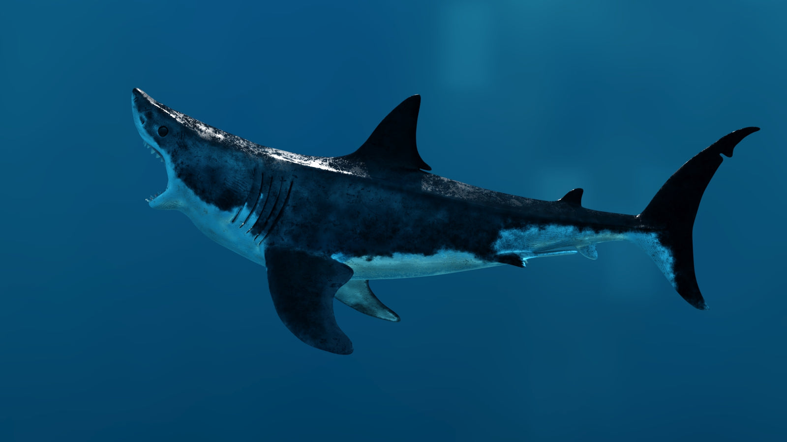Animated Great White Shark 3D Model 360° view 3 frame 35