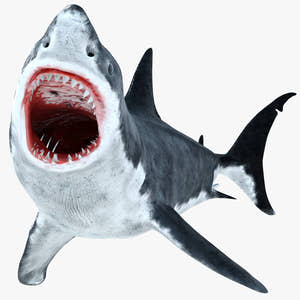 Rigged Great White Shark 3D Model Thumbnail