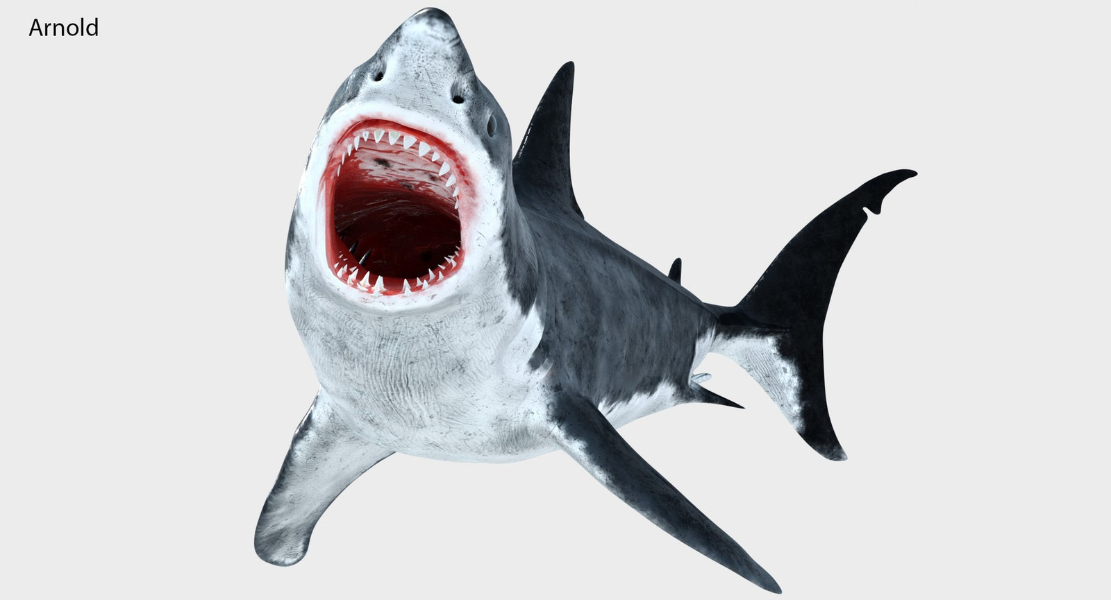 Rigged Great White Shark 3D Model for Download