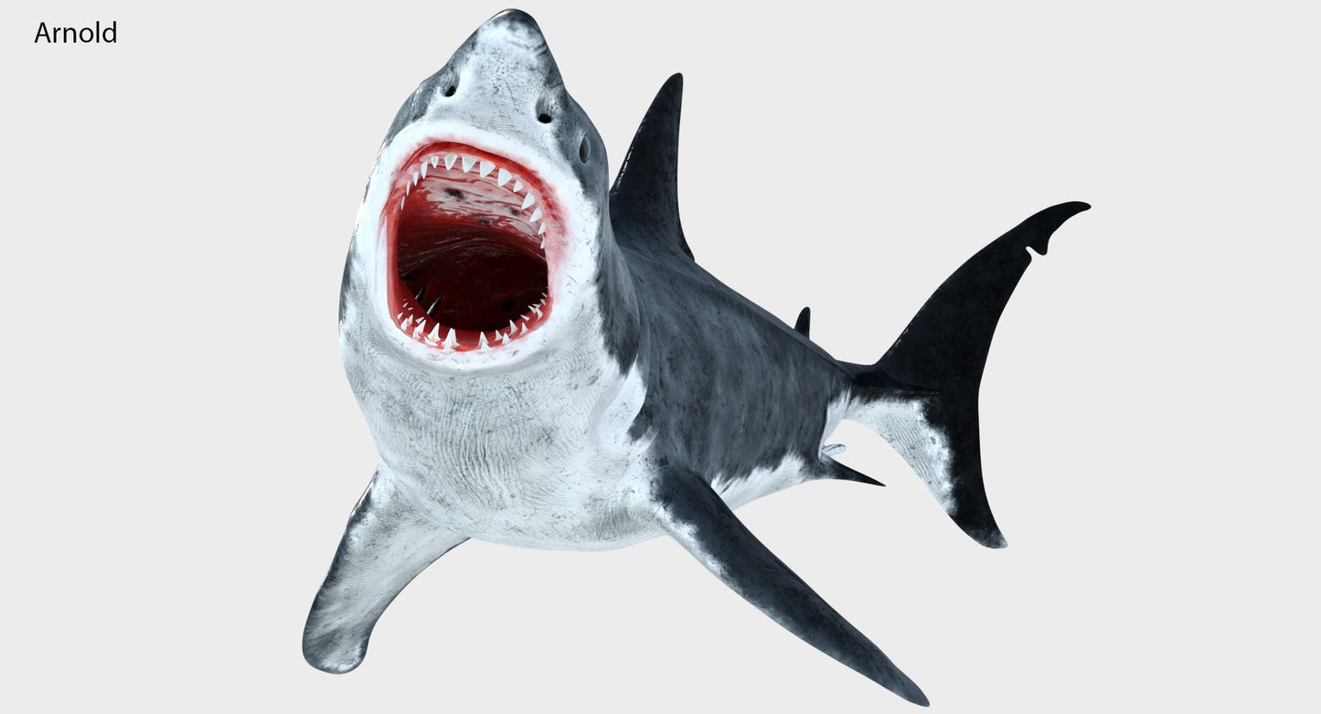 Rigged Great White Shark 3D Model