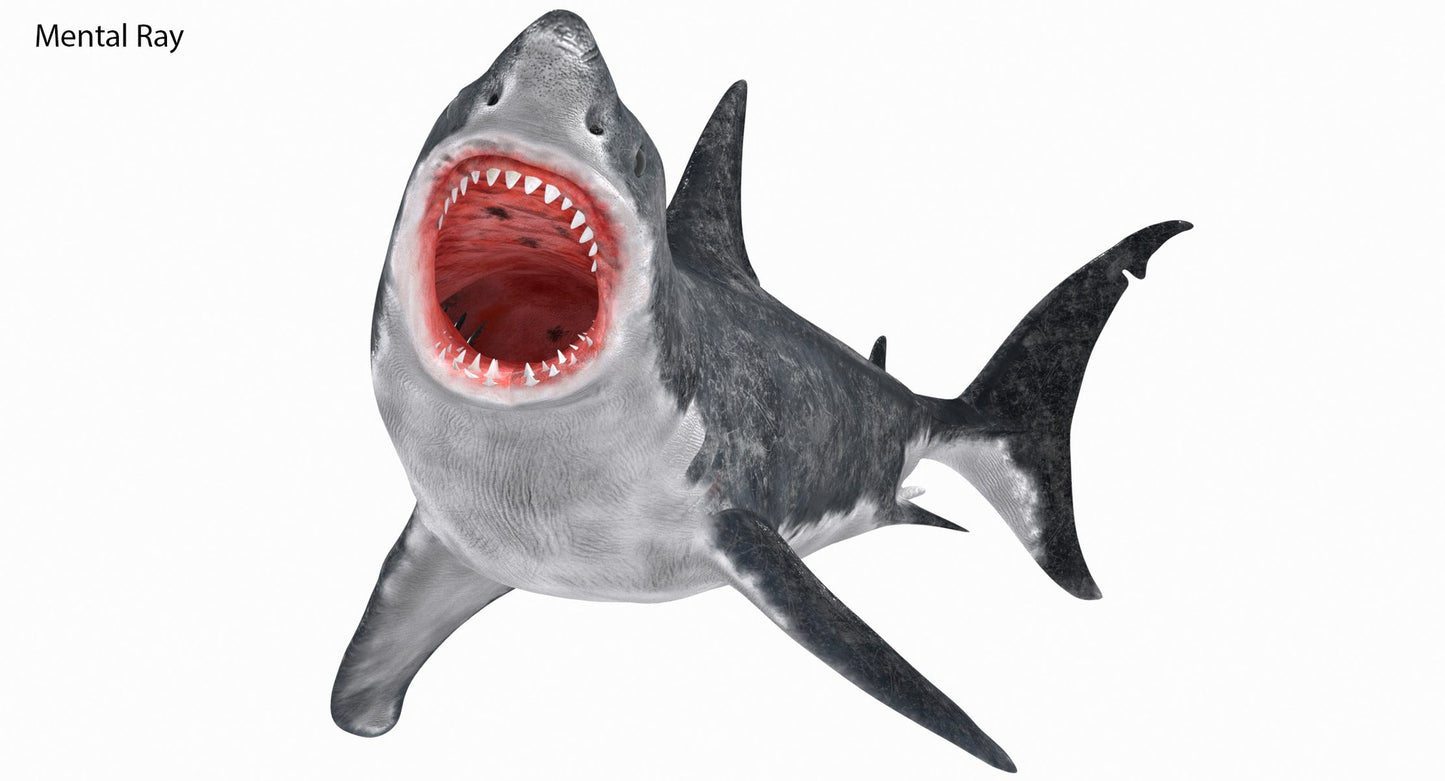 Rigged Great White Shark 3D Model