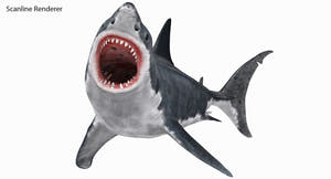 Rigged Great White Shark 3D Model Thumbnail