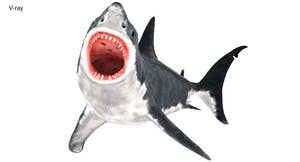 Rigged Great White Shark 3D Model Thumbnail