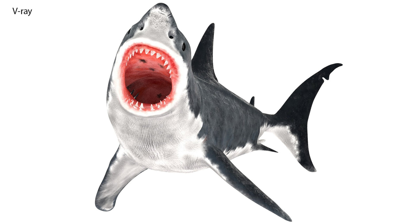 Rigged Great White Shark 3D Model