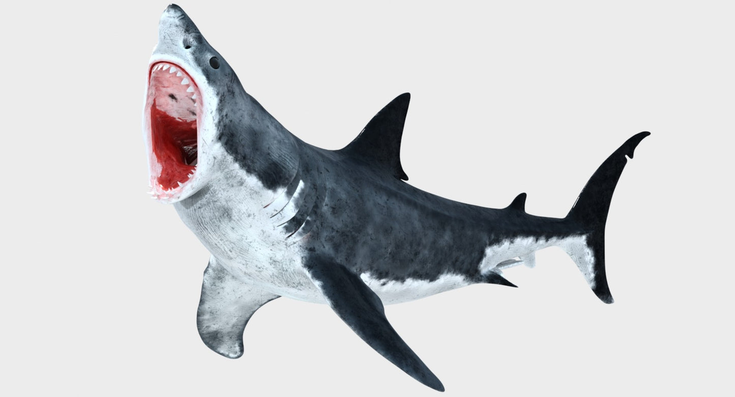Rigged Great White Shark 3D Model