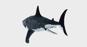 Rigged Great White Shark 3D Model for Download Thumbnail