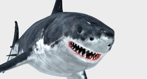 Rigged Great White Shark 3D Model for Download Thumbnail