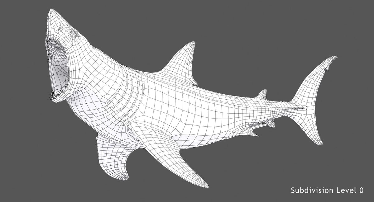  Great White Shark 3D Model Wireframe View