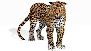 Rigged Jaguar 3D Model Thumbnail