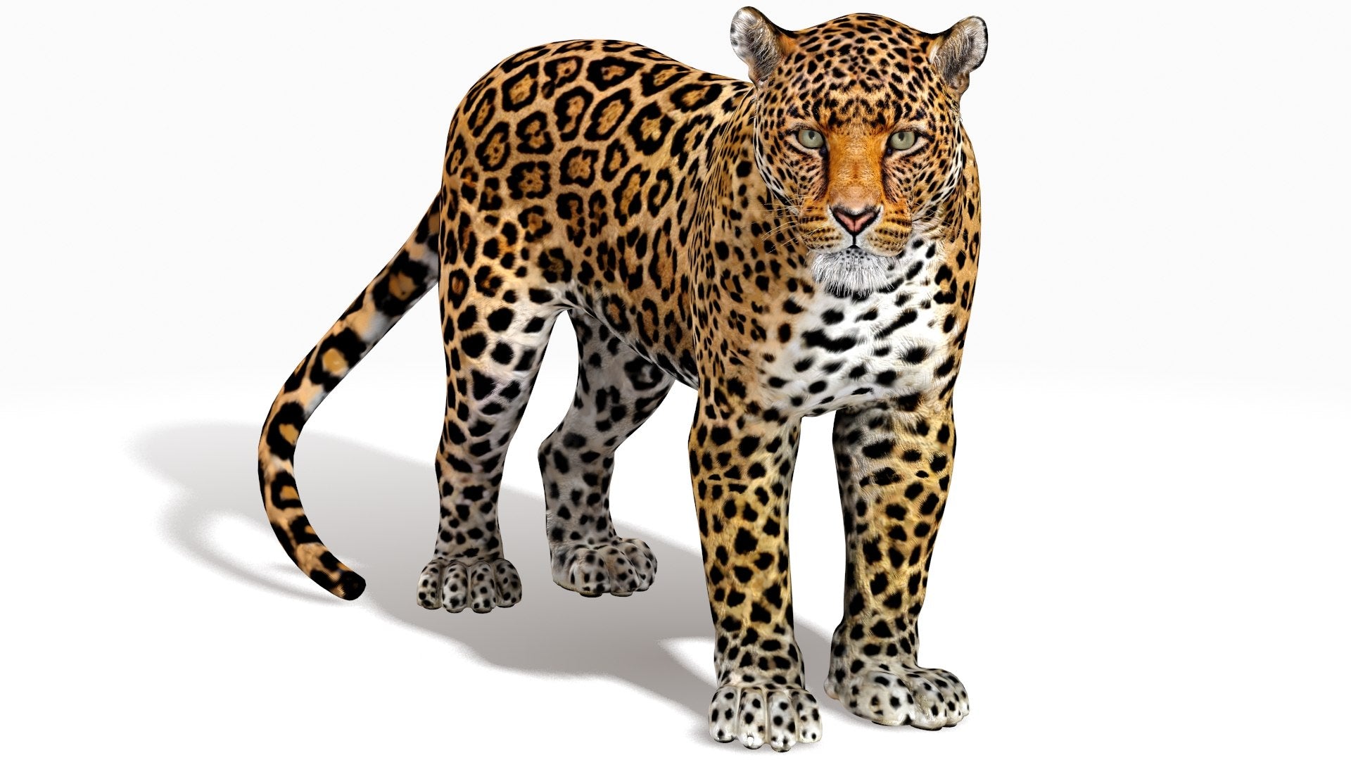 Rigged Jaguar 3D Model
