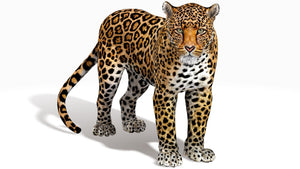 Rigged Jaguar 3D Model Thumbnail