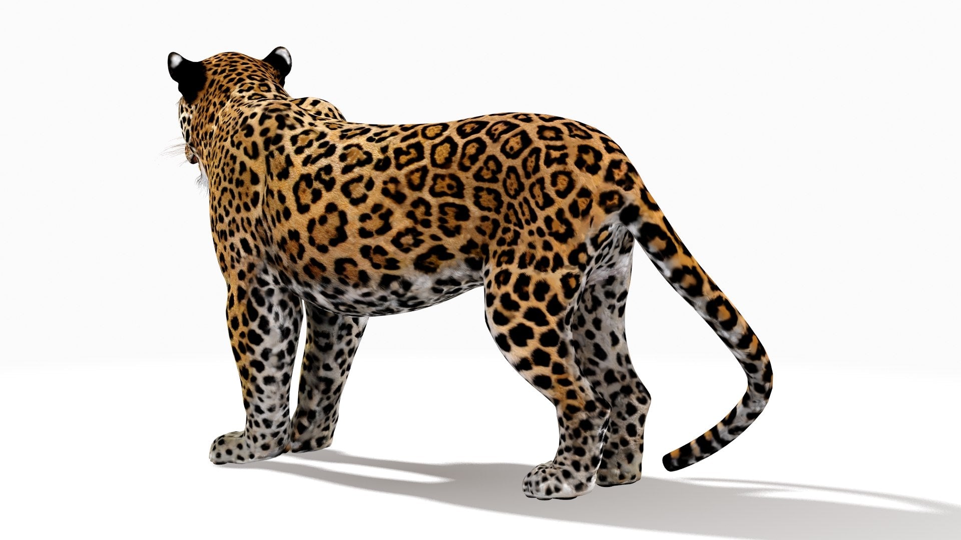 Rigged Jaguar 3D Model