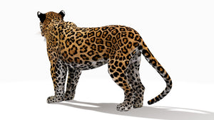 Rigged Jaguar 3D Model Thumbnail