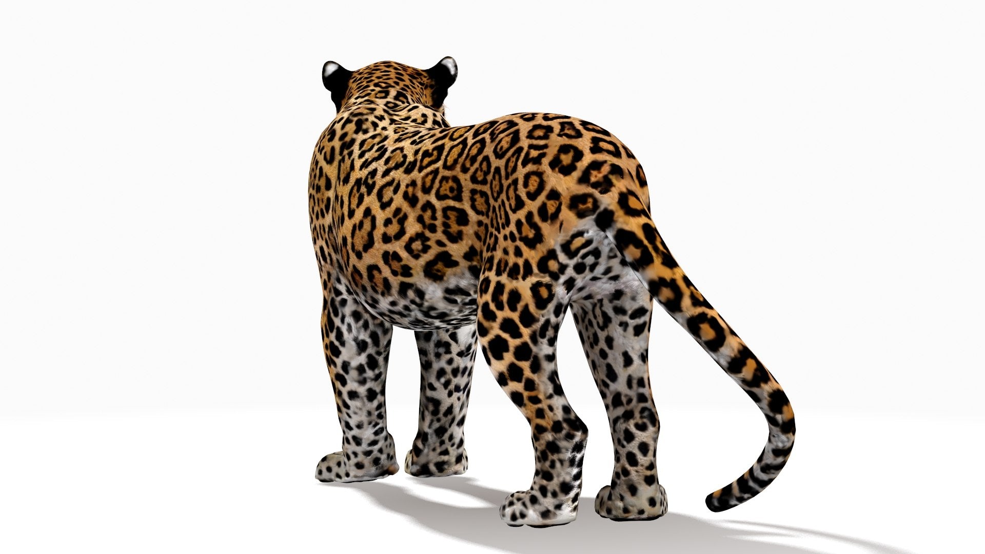 Rigged Jaguar 3D Model
