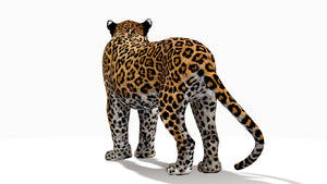 Rigged Jaguar 3D Model Thumbnail