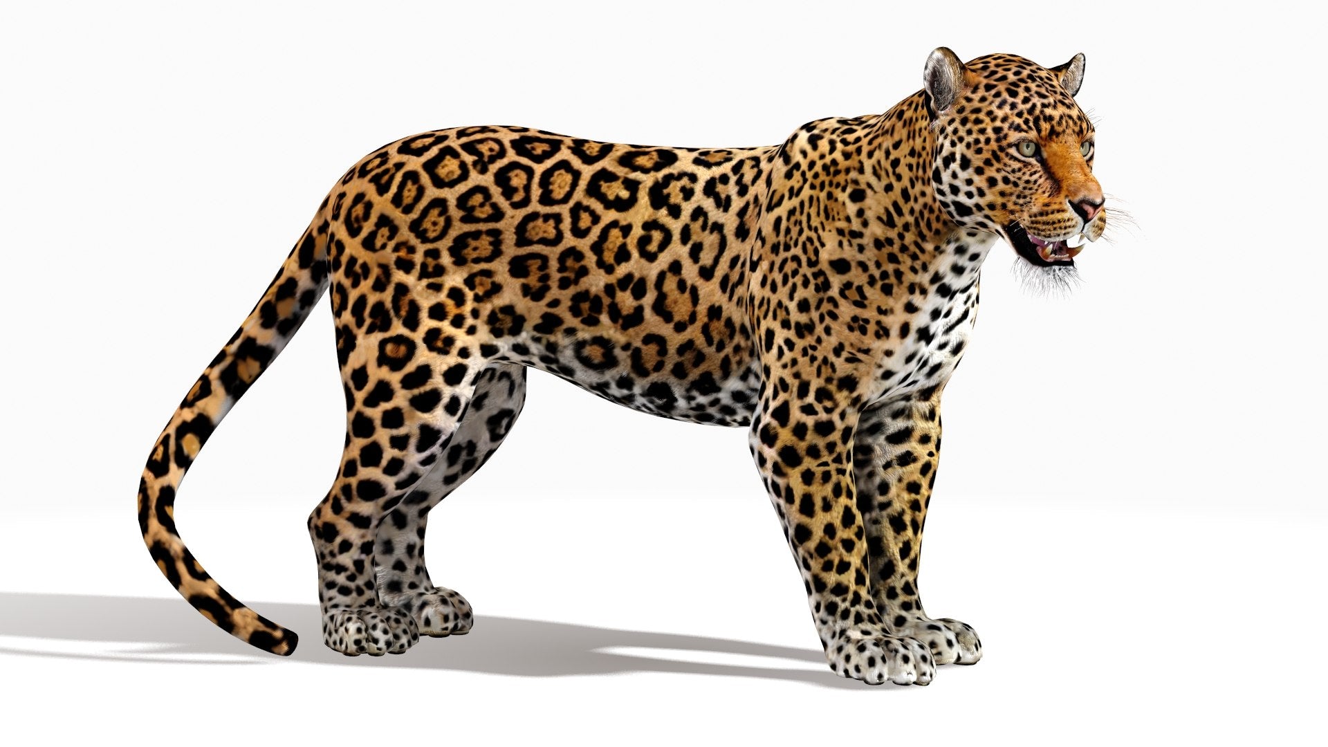 Jaguar 3D Model Rigged