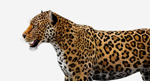 Rigged Jaguar 3D Model Thumbnail