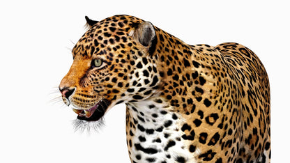 Rigged Jaguar 3D Model