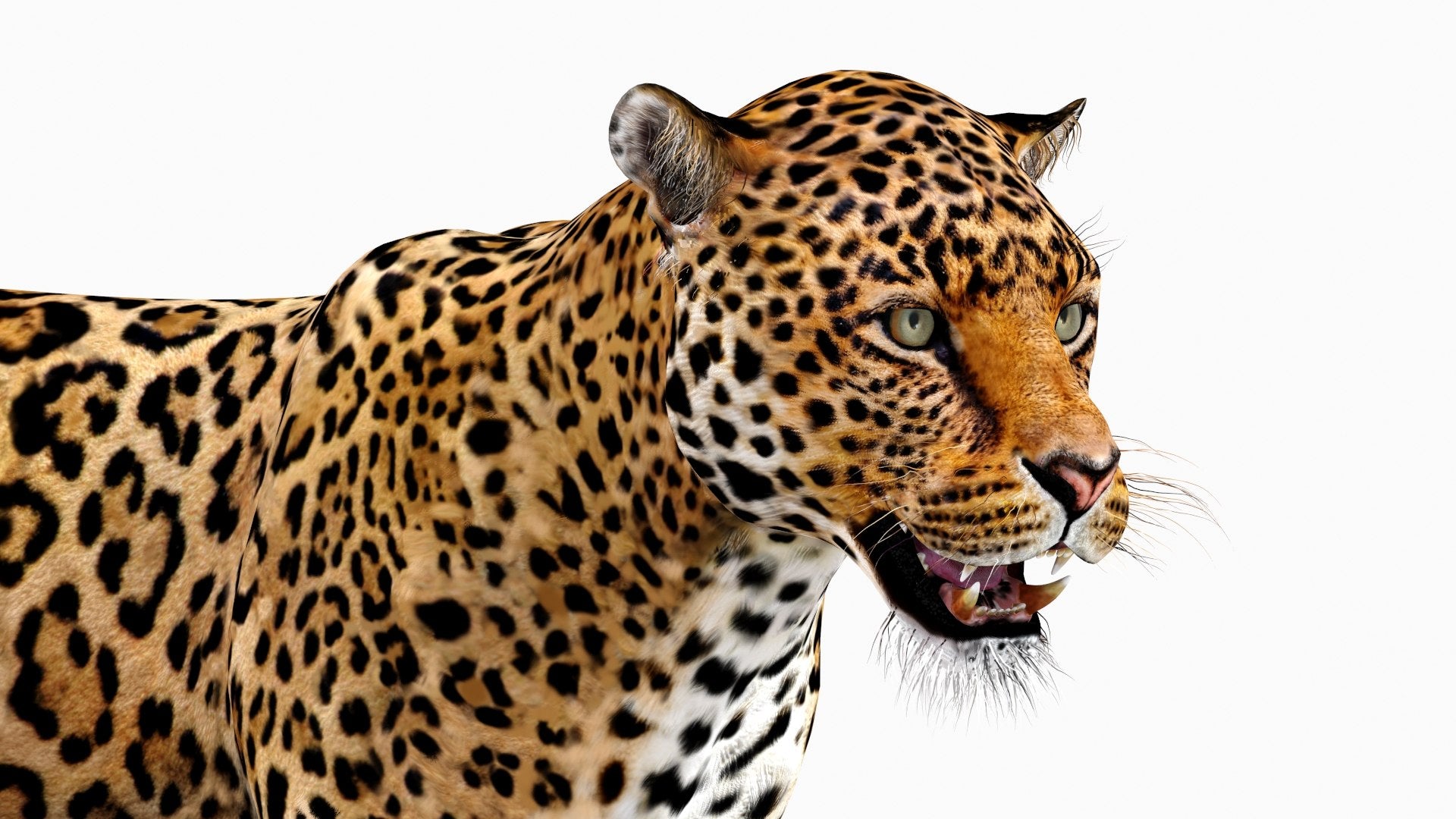 Rigged Jaguar 3D Model