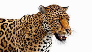 Rigged Jaguar 3D Model Thumbnail